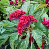 Сезеновская палитра