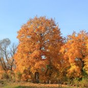 Прекрасная пора