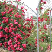 Сезеновская палитра